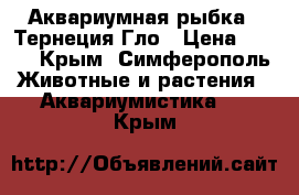 Аквариумная рыбка - Тернеция Гло › Цена ­ 165 - Крым, Симферополь Животные и растения » Аквариумистика   . Крым